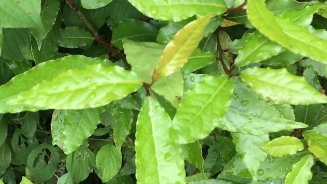 Абхазия 2017. Апсны. Отдых. Travel. Цены. Отзывы. 5. Курорт Гагра. Горы. Флора. Лавр. Лавровый лист смотреть онлайн