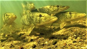 Рыбалка в теории. Когда нерестится щука и сколько раз мечет икру в год