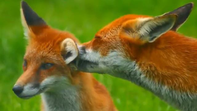 Лис и лиса.сначала дружба,потом любовь:это мило и красиво смотреть онлайн