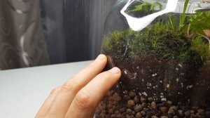 Флорариум закрытый из мха?❤ мохариум?