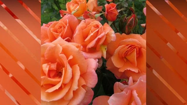 Scent From Heaven (Chewbabaluv) Rose / #Roses / #floriculture