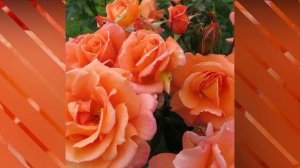 Scent from Heaven (Chewbabaluv) Rose / #Roses / #floriculture