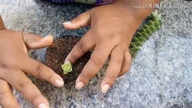 Como Fazer A Propagação Da Crassula Perforata
