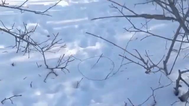 Установка петли на зайца на тропе смотреть онлайн