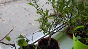 У этого Олеандра красивые цветы и тонкий аромат. Обзор цветов