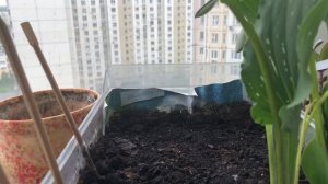 МАТТИОЛА. Выращиваем на балконе/ лоджии для вечернего аромата.