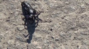 Большой черный жук и видео про жуков