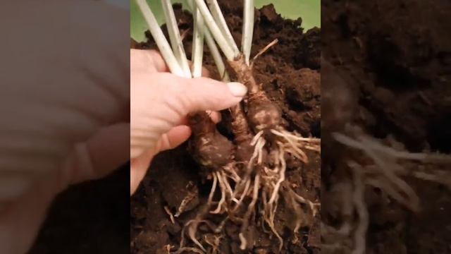 Спасаем эухарис /Татьяна Цветочки/ смотреть онлайн