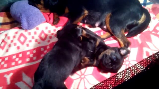 Girls Brabansons 5 Weeks.