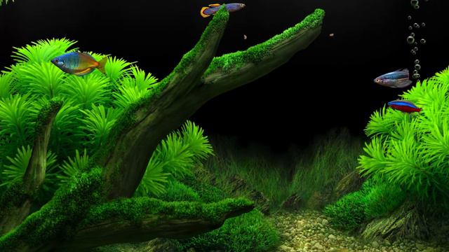 Dream Aquarium Green Mossy with Gravel 4K No Music смотреть онлайн