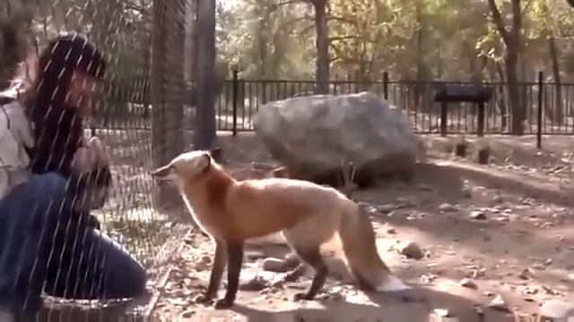 Кормим милую лисичку смотреть онлайн