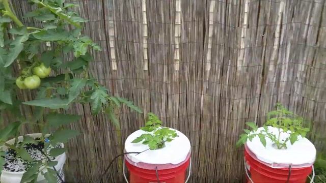 Гидропоника. Dutch bucket. 9 июля. Томаты(клоны), огурцы. смотреть онлайн
