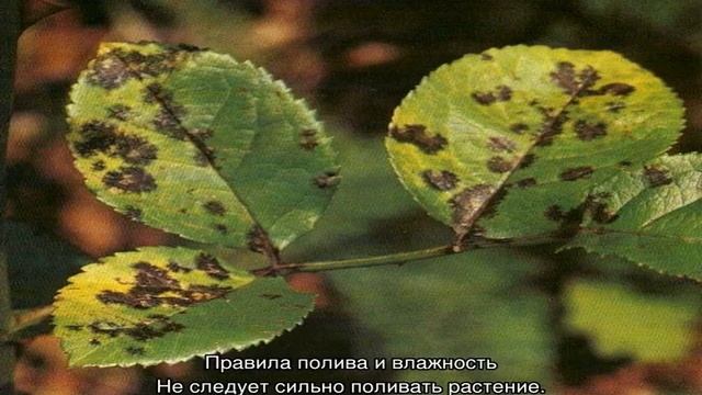 Роза плетистая Казино (Casino) — что это за сорт, характеристики