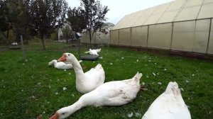 Отбор гусей на племя Определяем пол по клоаке