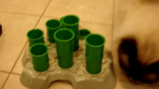 Ragdoll Cats Figure Out Aikiou Stimulo Cat Feeding Station - ラグドール -- Floppycats смотреть онлайн