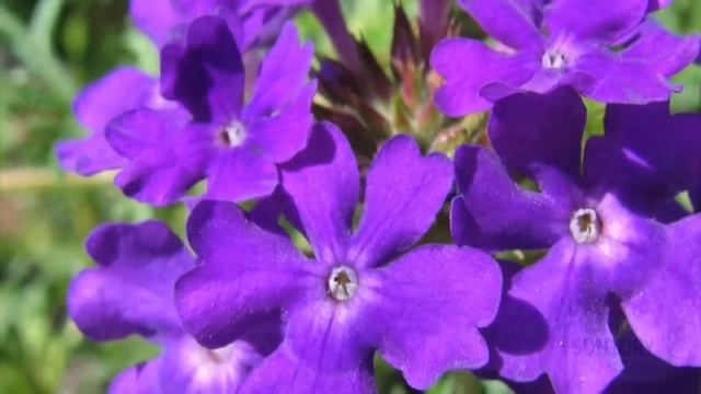 Tapien Verbena: a Vibrant Contender for Sun Gardens смотреть онлайн