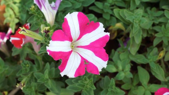 petunia flower in two colors смотреть онлайн
