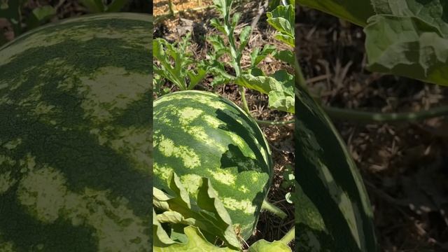 Как определить спелость арбуза на грядке смотреть онлайн