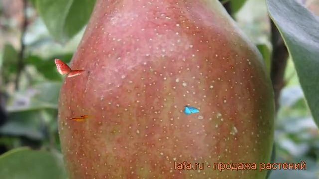 Груша плодовая Чудесница (pyrus communis chudesnitsa) ? обзор: как сажать, саженцы груши Чудесница смотреть онлайн