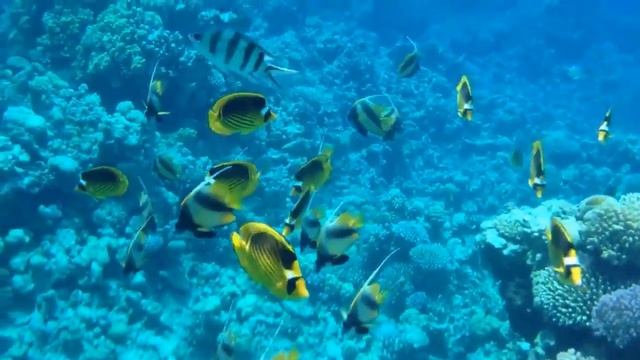 КРАСНОЕ МОРЕ - Красота под толщей воды смотреть онлайн