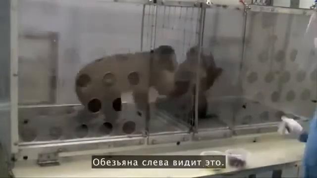 Есть ли у животных чувство справедливости. смотреть онлайн