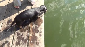 Такса купается