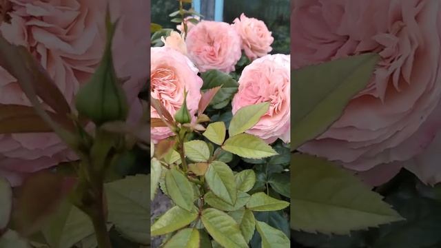 Сурир Дю Хавр - шикарная красотка! смотреть онлайн