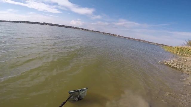 23lb buffalo(ictiobus)on Shakespeare ugly stik gx2 rod with 12 lb test смотреть онлайн