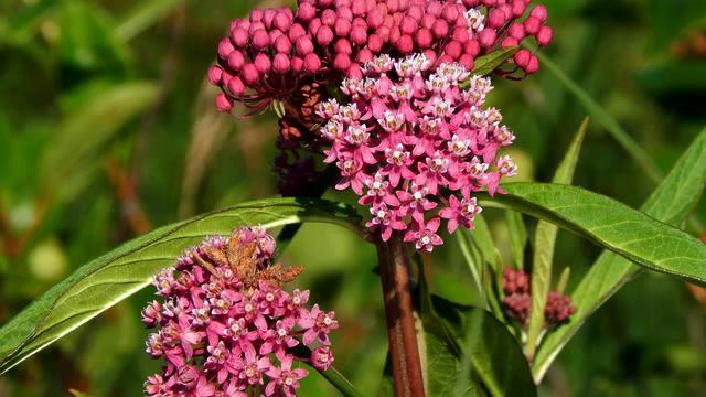 Самая новая русская песня и цветы онлайн смотреть онлайн