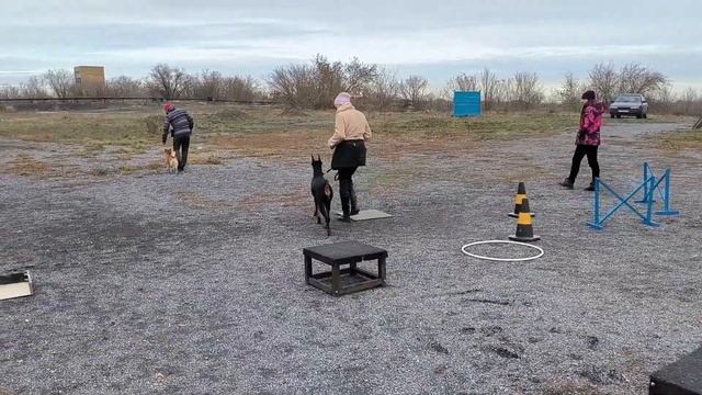 тренировка с доберманом( Юзефия Дель Гранд Селеста ❤️ 9месяцев) с компанией. смотреть онлайн