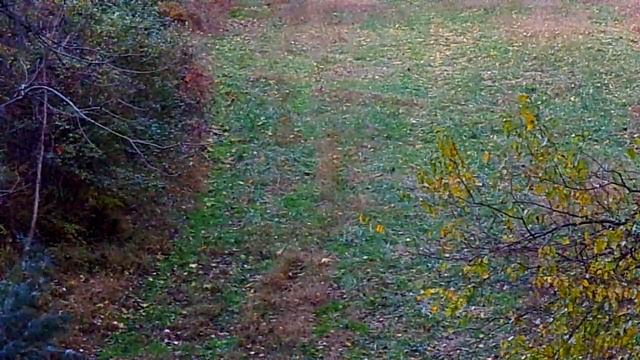 10/27/2022 kodak az401 deer watching video 3 смотреть онлайн