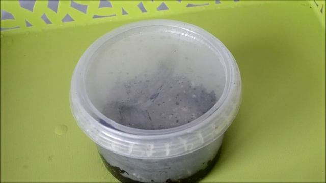 Пеларгония из семян – выращивание в домашних условиях смотреть онлайн