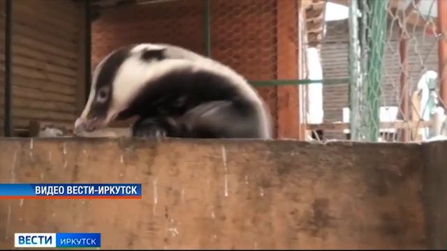 Барсуки вышли из спячки раньше времени в Иркутском зоо смотреть онлайн