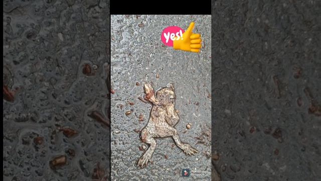 @ Shorts # Frog mark .Несчастная Жаба Попала под колеса Велосипедистов ! смотреть онлайн