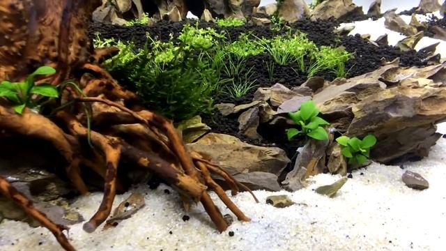 My first aquascape. 14 days after setup. Мой первый аквариум. 14 дней после запуска. смотреть онлайн