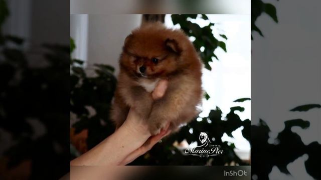 Щенок померанского шпица смотреть онлайн