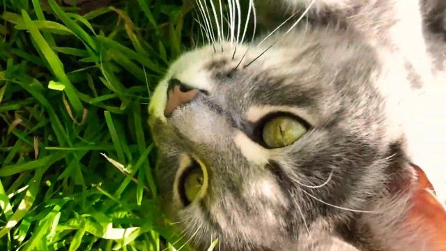 Толстый кот на траве. Толстый кот на даче. В меру упитанный Relaxing fat cat. Chilling cat. смотреть онлайн