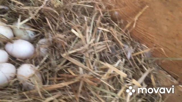 В чем причина/Почему перестали нестись Мускусные утки смотреть онлайн