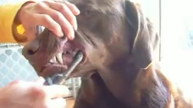 Java Bean, Brush, Brush, Brush Your Teeth :) смотреть онлайн