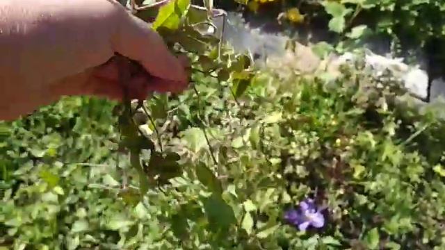 клематис из черенка- сравниваем саженцы