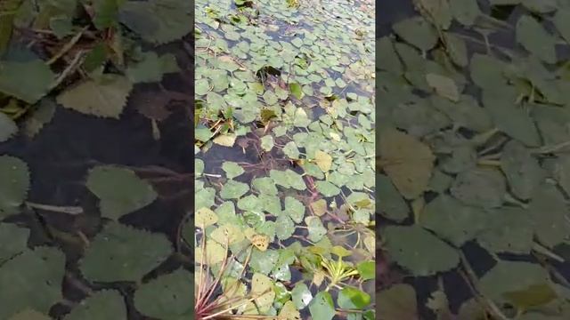 Водяной орех- Чилим. смотреть онлайн