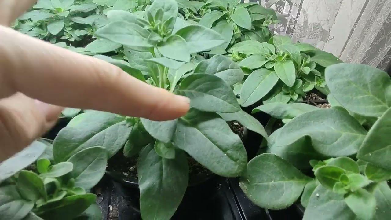 После такой прищипки Петуния нарастит пышный куст. Как из худой петунии вырастить цветущий шар. смотреть онлайн