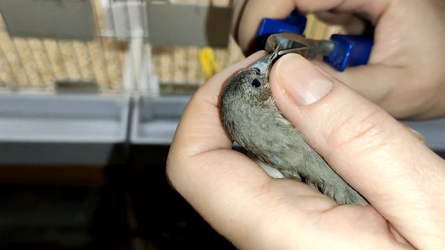 Мой Буратино. Как подрезать клюв? смотреть онлайн