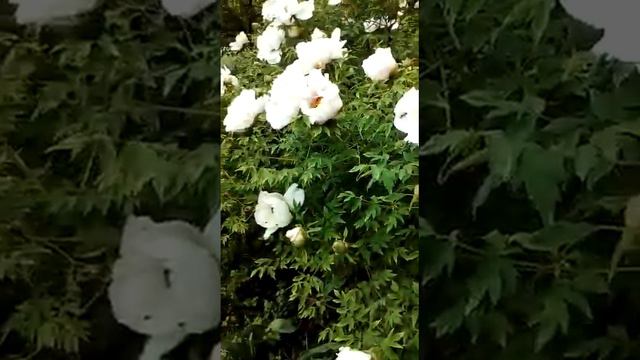 Деревообразных пион смотреть онлайн