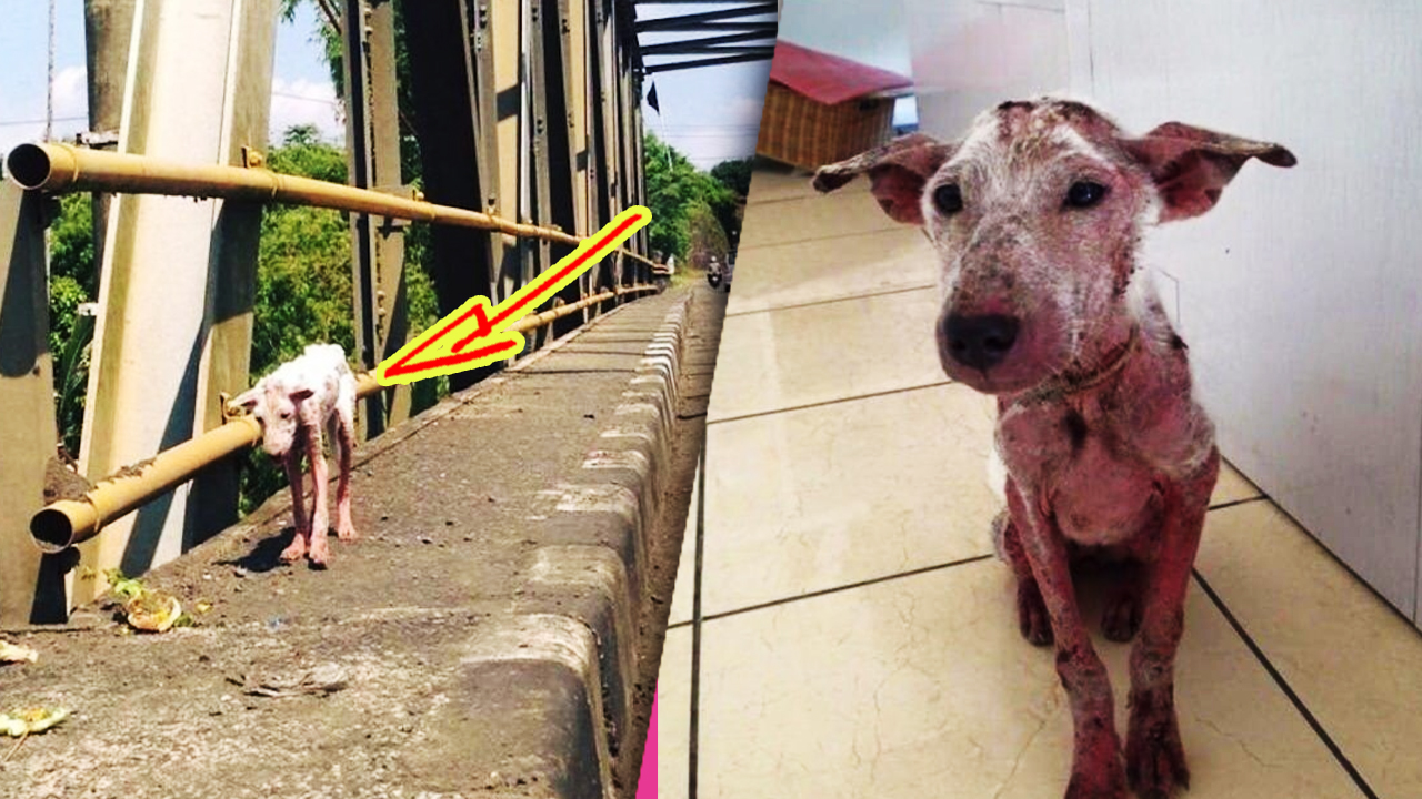 Больная собака запрыгнула в машину, умоляя о помощи. смотреть онлайн