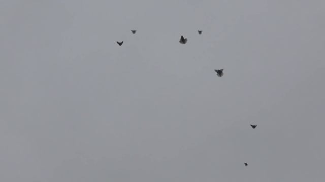 Николаевские голуби. г.Терновка 47.Гости в Богдановке. смотреть онлайн