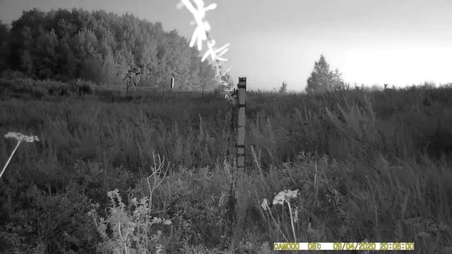 Косуля сибирская в дикой природе смотреть онлайн