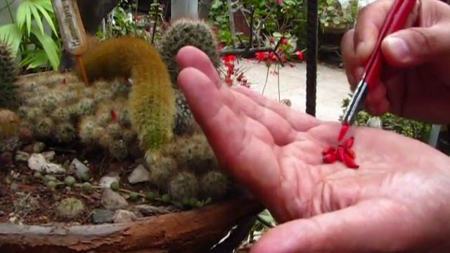 Mamillaria prolifera II смотреть онлайн