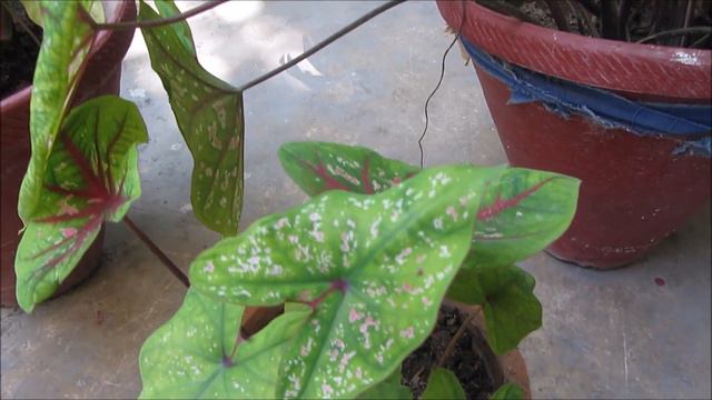 How to: Take care of CALADIUM PLANTS IN WINTER!! смотреть онлайн