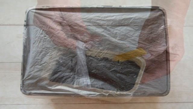 Как вырастить рассаду виолы смотреть онлайн